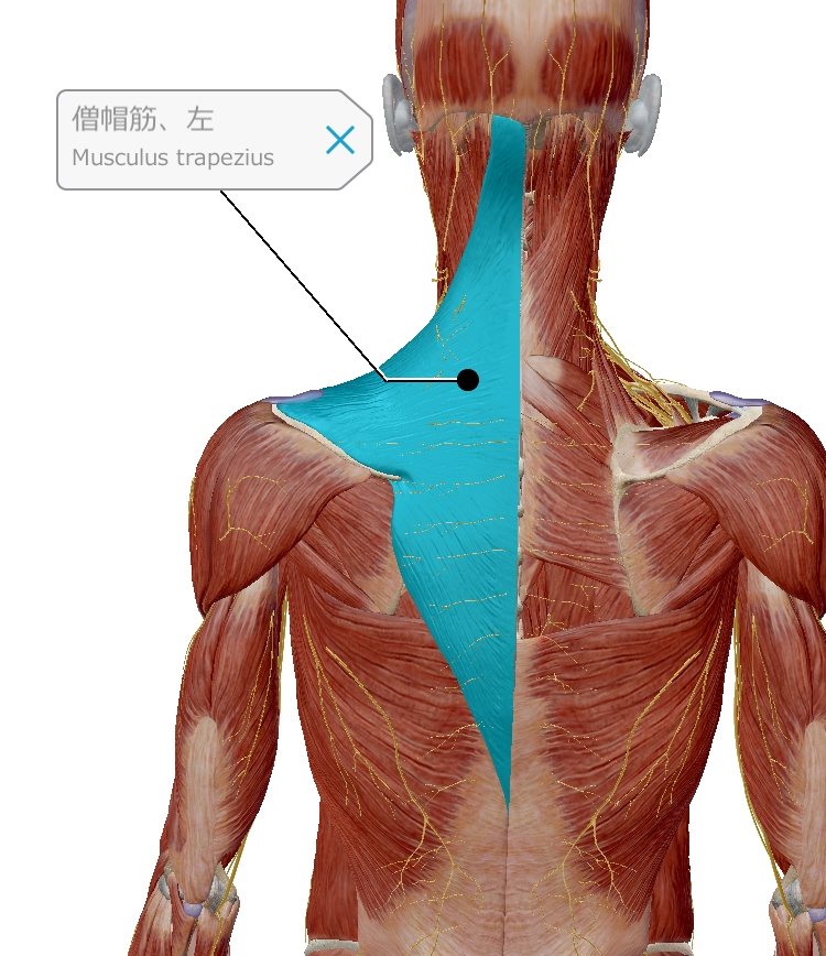 肩こり 首こりの原因となる筋肉 はりきゅう整体サロン温和